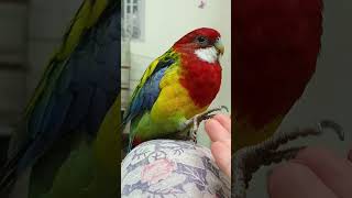 Bird shaking hands birds parrot pets [upl. by Carolynne]