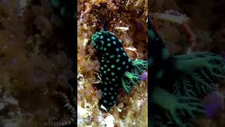 Nembrotha cristata Nudibranch waigeo rajaampat indonesia [upl. by Olegnad462]