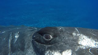 A Whale Saved My Life  Close Encounters  BBC Earth [upl. by Scrope]