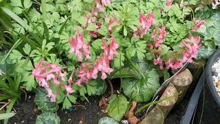 Corydalis solida cultivation  wonderful pink flowers in the shade [upl. by Tannenwald]