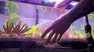 How To Propagation of Cryptocoryne crispulata kubotai [upl. by Sheehan998]