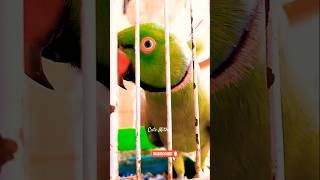 Green parrot 🦜 ringneck parrot indian parrot parrot cutemithu [upl. by Main948]