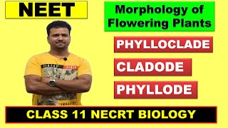 PHYLLOCLADE  CLADODE  PHYLLODE  MORPHOLOGY OF FLOWERING PLANT Class 11  NCERT Biology  NEET2020 [upl. by Enelrahs]