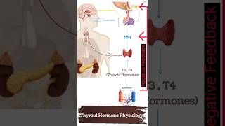 Thyroid Hormone Physiology under one Minute [upl. by Trevethick780]