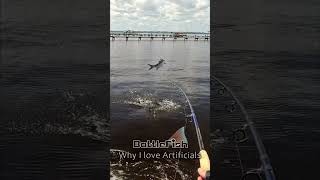 Epic Tarpon Topwater Hit fishing stjohnsriver tarpon [upl. by Love830]