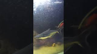 Pangasius Fish The Aquarium Sharks [upl. by Berget]