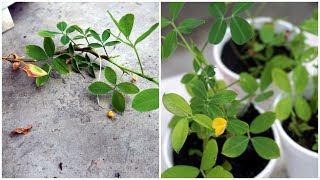 How To Grow Arachis Pintoi  Cara Tanam Keratan Bunga Arachis Pintoi [upl. by Oivaf]