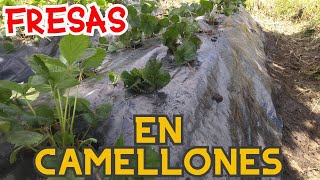 🍓🍓CULTIVO DE FRESA EN CAMELLONES FRUTILLA  TUTORIAL PASO A PASO 🍓🍓🍓 [upl. by Drusus481]