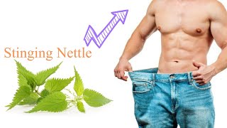 Benefits of Stinging Nettle Leaf for Your Health [upl. by Edi]