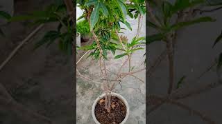 How to Grow Jatropha curcas Plant  Jatropha Plant Growth [upl. by Eniamrehc]