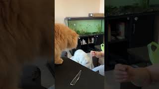 Ginger amp Snowflake  cute funny cats  gatos  gatti  chats  katzen  katten  koty  котики [upl. by Dionisio995]