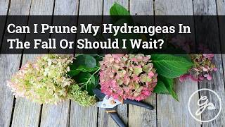 Fall Hydrangea Pruning Guide  Should You Prune Hydrangeas In The Fall [upl. by Nessnaj]