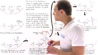 Mechanism of Chymotrypsin and Catalytic Triad [upl. by Mccreery]