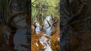 Never know what will wash up in these tannic waters 🦌  whitetaildeer deer buck [upl. by Chloette]