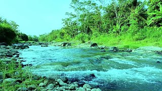 Tranquil River amp Bird Sounds ASMR Natures Relaxation for Sleep Meditation amp Study [upl. by Sesiom]