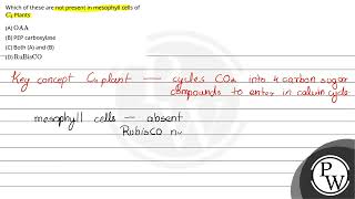 122 Which of these are not present in mesophyll cells 1 \ \mathrmOAA \ 2 PEP carboxylase [upl. by Horton]