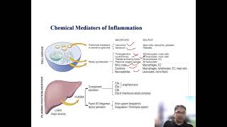 Inflammatory Mediators Vasoactive amines [upl. by Ralph201]