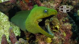 Green Moray Eel Gymnothorax funebris  Bonaire [upl. by Eiduj]