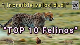 quotLos 10 felinos más veloces del planeta 🐆quot [upl. by Madge]