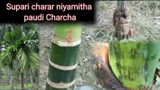 Natural betel nut farming  organic areca nut farming in assam 😇😇😱😱 [upl. by Oirasor]