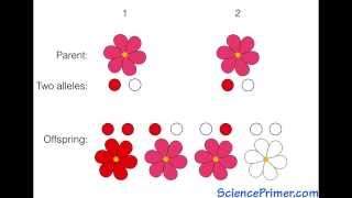 Punnett Square Overview [upl. by Lemuel]