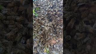 Bees honey food life plants environmen swarm [upl. by Godspeed914]