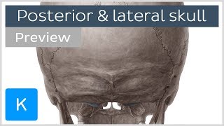 Posterior and Lateral Views of the Skull preview  Human Anatomy  Kenhub [upl. by Kennet]