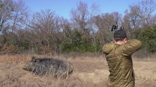 Bowhunting Wild Hogs in Texas  SLOMO [upl. by Filemon]