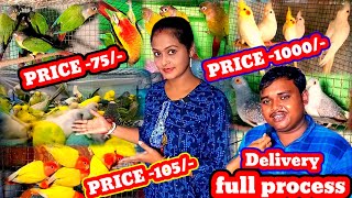 cheapest price birds farming and delivery all over India🤗Cokatail Bird price amp Conure Birds price [upl. by Adnima]