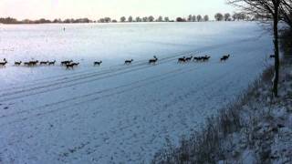 Drückjagd auf Damwild in Mecklenburg Vorpommern [upl. by Francisco]