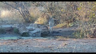 Ranger Insights  Duiker and Steenbok [upl. by Orna]