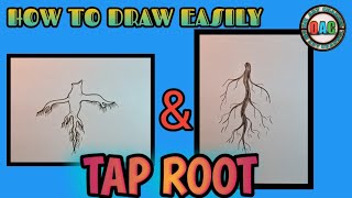 How to draw tap root  taproot drawing  taproot diagram  how to draw taproot amp fibrousroot draw [upl. by Laven]