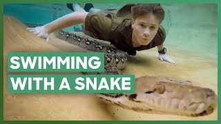 Robert Irwin Goes Swimming With A PYTHON  Crikey Its The Irwins [upl. by Arihat]