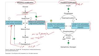 lec 15 part 2 fatty acid synthesis [upl. by Slaby]