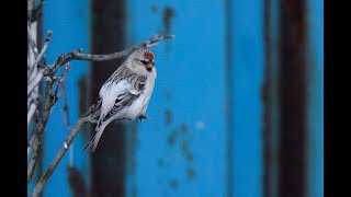 Couess Arctic Redpoll  Witstuitbarmsijs  Barrow  Alaska October 2018 [upl. by Repmek]