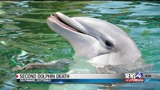 Second dolphin dies at Dolphinaris Arizona [upl. by Arde]