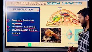 Phylum Mollusca animal kingdom class 11 and neet [upl. by Dej425]