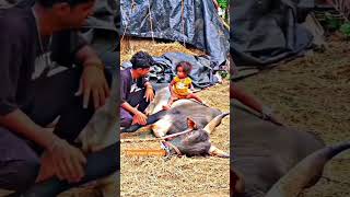 jallikattu shortsvideo trending thanjaijallikattu vadivasal animals farming jallikattukaalai [upl. by Colin865]