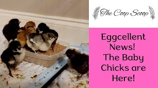 Unboxing Hatchery Chicks  Tips for caring for new chicks [upl. by Hallimaj]