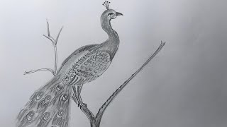 How to draw a peacock [upl. by Sudnak]