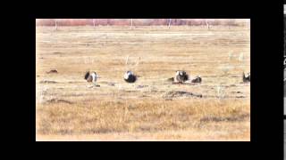 Greater Sage grouse lekking in eastern California [upl. by Anyat]