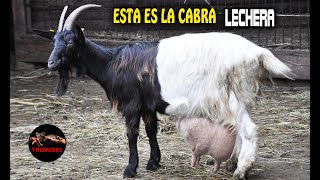 ESTA ES LA CABRA MAS LECHERA DEL MUNDO ¿Cuáles son mejores Cabras lecheras del mundo [upl. by Ahsilrac336]