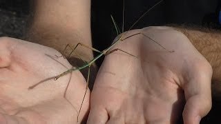 Focus on Species Stick Insects Phasmatodea [upl. by Ardnohsed]