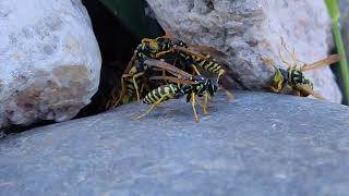 Polistes UpClose paper wasps 01 [upl. by Gereld]