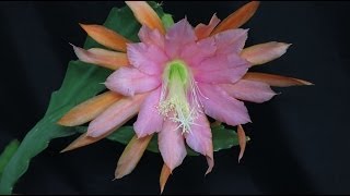 Epiphyllum quotTanticoquot  Blattkaktus Orchid Cactus [upl. by Ahsinhoj]