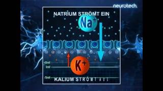 Grundlagen 5 Die NatriumKaliumPumpe NaKPumpe [upl. by Epotimet]