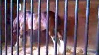 Budweiser Clydesdale At Sea World San Antonio [upl. by Smailliw]