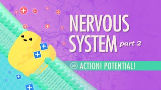 The Nervous System Part 2  Action Potential Crash Course Anatomy amp Physiology 9 [upl. by Nwahsiek549]