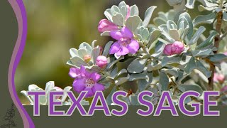 Our Complete Review of TEXAS SAGE Leucophyllum frutescens [upl. by Onirefez]