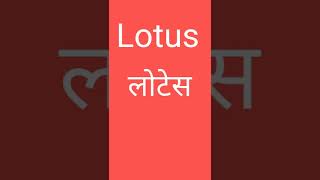 Lotus pronunciation with hindi meaning [upl. by Kaylil]